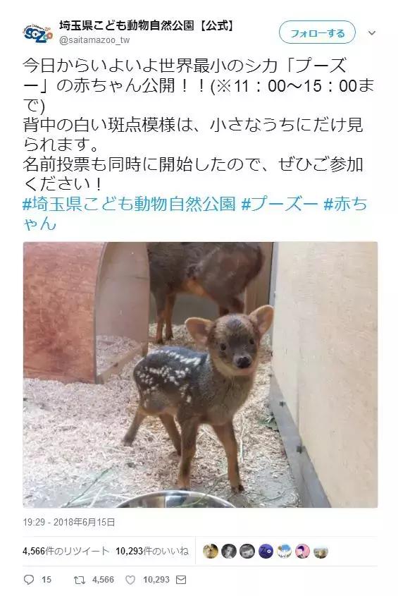 最近日本一只“小奶鹿”爆紅網絡，萌哭眾多網友！/ 作者: / 來源: