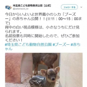 最近日本一只“小奶鹿”爆紅網絡，萌哭眾多網友！